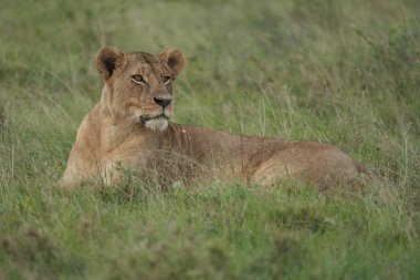 Kenya 'da aslan ve aslan. Yüksek kaliteli fotoğraf Afrika Safari 