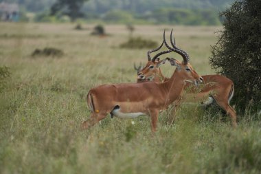 Impala Grubu İmpalas Antilop Afrika Safari Portresi. Yüksek kalite fotoğraf