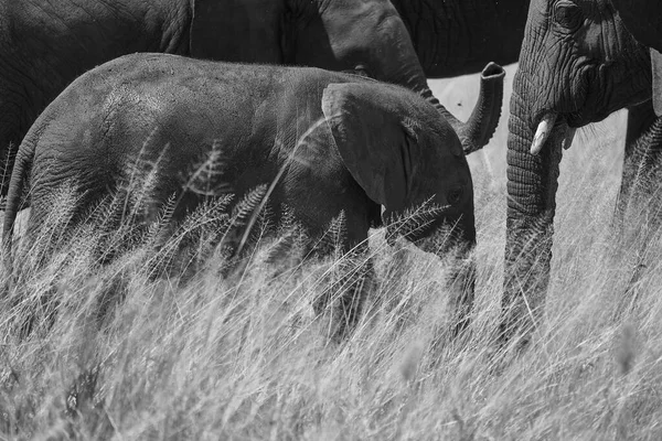 Elephant Baby Amboseli - Big Five Safari -Baby Black and White Savanna Gras African bush elephant Loxodonta africana Mother Love