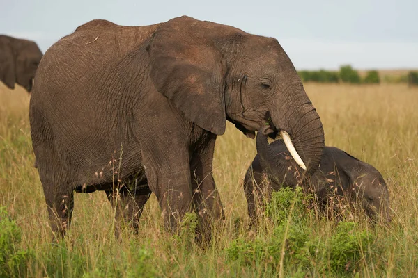 大象宝宝安博塞利 五大萨法里宝宝萨凡娜格拉斯非洲丛林象非洲非洲大象罗索多塔妈妈的爱 — 图库照片