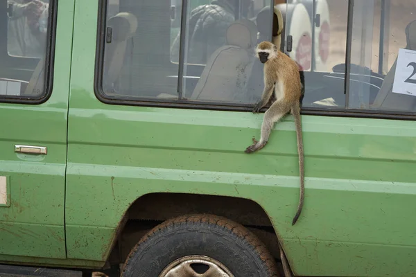 Vervet Majom Chlorocebus Pygerythrus Óvilág Majom Család Cercopithecidae Arica Kenya — Stock Fotó