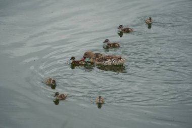 Cape teal Anas kapensis ördek yavrusu. Yüksek kalite fotoğraf