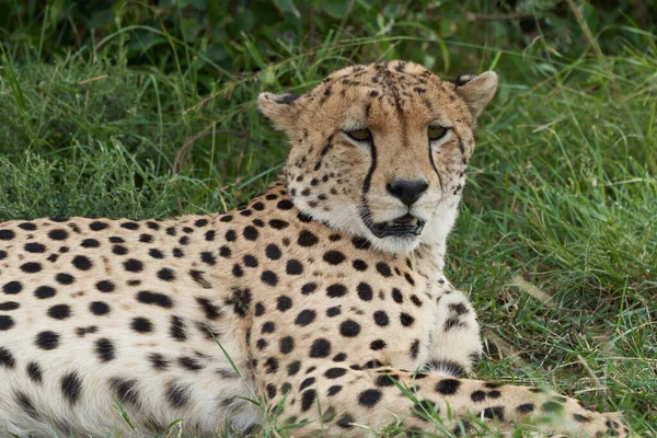 Frères Cheetah Afrique Safari Masai Mara Portrait Photo Haute Qualité — Photo