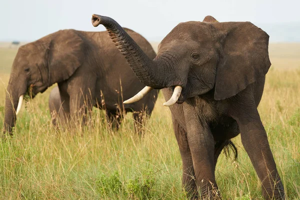 大象巨大的塔斯克 安博赛利 非洲大的五头萨法利 非洲灌木象非洲大的五头萨法利 非洲大的萨法利 非洲灌木象非洲大的鲁Xodonta — 图库照片