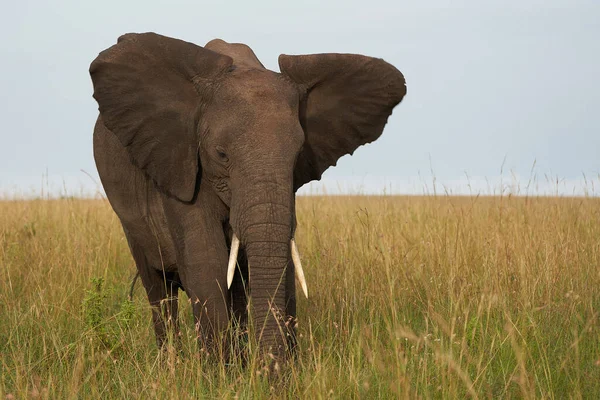 Olifant Grote Grote Grote Tosker Amboseli Grote Vijf Safari Afrikaanse — Stockfoto