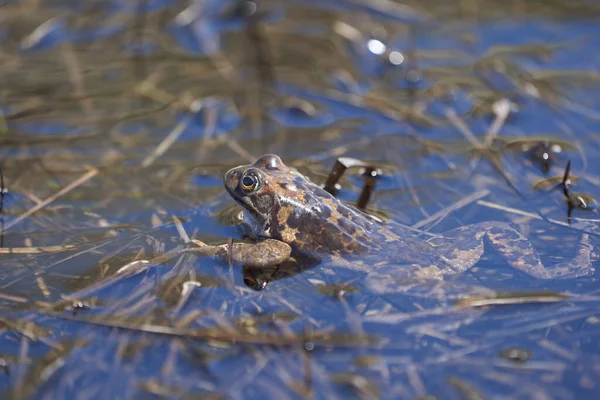 目の美しい反射と山の湖で水カエルPelophylaxとBufo Bufo 高品質の写真 — ストック写真