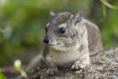 Rock Hyrax Procavia Capensis Cape Pelerin Afrika. Yüksek kalite fotoğraf