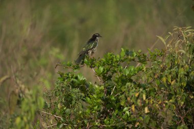 Ağaç dalına tünemiş küçük bir kuş. Yüksek kalite fotoğraf