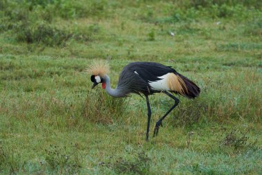 Gri Altın Taç Giyen Vinç Balearica regulorum Doğu Afrika arması Doğu Afrika turnası Gruidae High kalitesinde fotoğraf