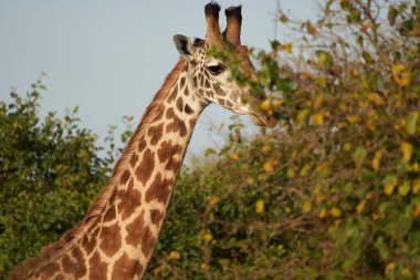 Afrika 'daki zürafa Zürafa Safari Büyük Beş Afrika Portresi