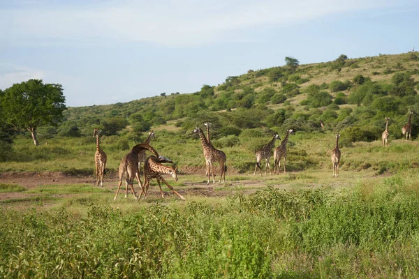 Girafa África Girafa Safari Big Five Retrato África Clear — Fotografia de Stock