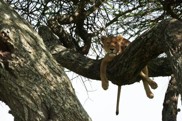 León Leona Serengeti Foto Alta Calidad Africa Safari Tanzania Trepada — Foto de Stock