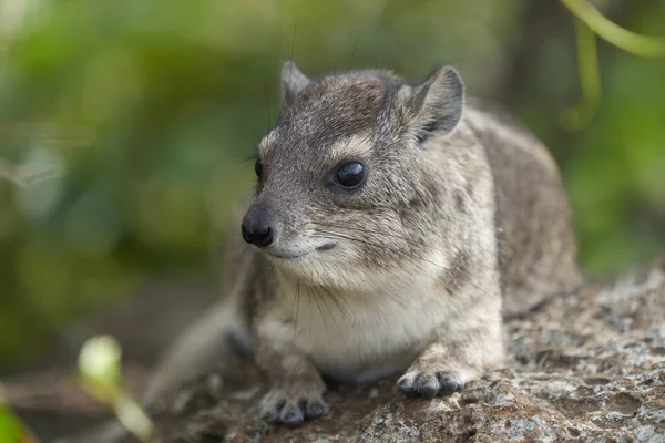 Rock Hyrax Procavia Capensis Cape Portrait Africa Photo Haute Qualité — Photo