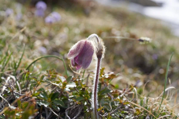 Pulsatilla vulgaris pasqueflower Butcup ailesi Ranunculaceae Anemone. Yüksek kalite fotoğraf