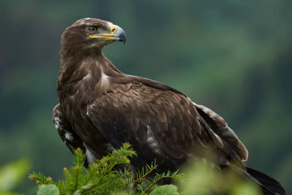 Steppe Eagle Aquila Nipalensis Beautiful Portrait High Quality Photo Feather — стокове фото