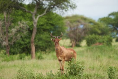 Tanzanya Hartebeest Alcelaphus buselaphus kongoni Afrika antilobu. Yüksek kalite fotoğraf