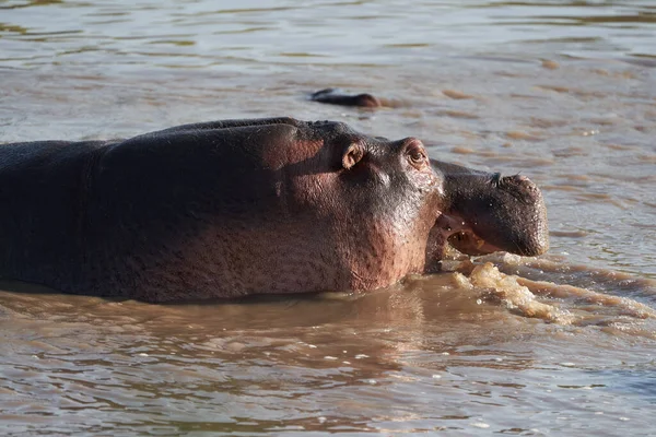 Hippo Hippopotamus Anfibio Africa Safari Portrait Foto Alta Calidad —  Fotos de Stock