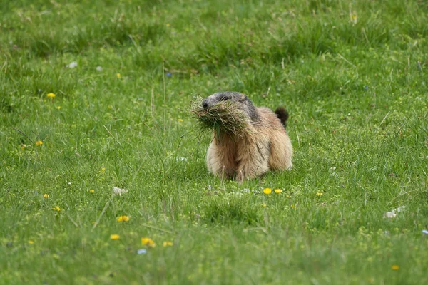 Alpine Marmot Marmota Marmota Switzerland Alps Mountains High Quality Photo — Stock Photo, Image