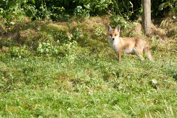 Red Fox Portrait Vulpes Vulpes Evening Sun Photo Haute Qualité — Photo