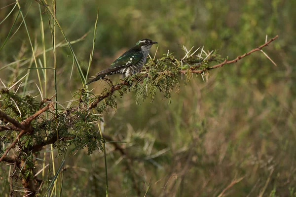 Petit Oiseau Perché Sur Une Branche Arbre Photo Haute Qualité — Photo