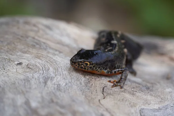 Альпійський Новонароджений Ichthyosaura Alpestris Amphibian Orange Belly Фотографія Високої Якості — стокове фото