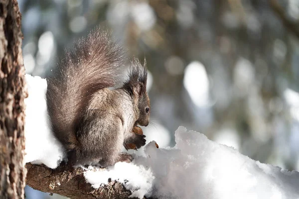 Eurasian brown red Squirrel Sciurus vulgaris Cute in Snow eats a Nut. High quality photo