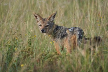 Altın Çakal Canis Aureus Safari Vahşi Portresi