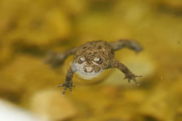 Gelbbauchunke Bombina Variegata Portrait Goldene Augen Mit Herz Hochwertiges Foto — Stockfoto