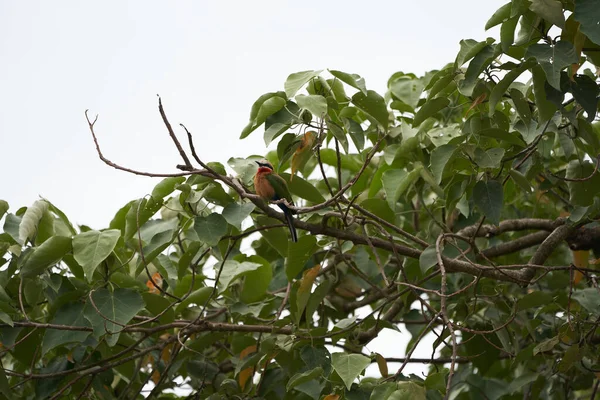 Comedor Abejas Frontales Blancas Merops Bullockoides Africa Tree Foto Alta — Foto de Stock