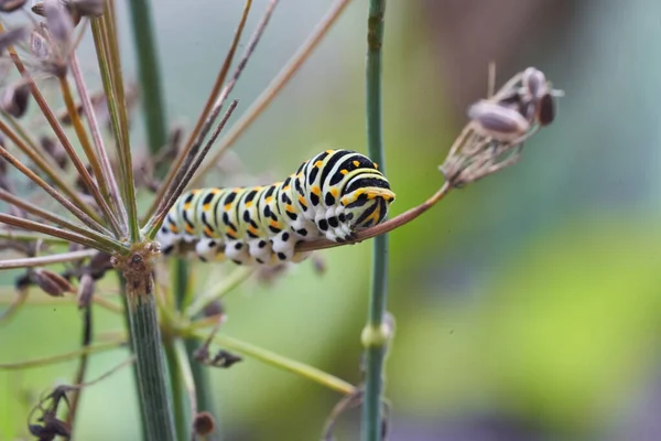 Papilio machaon Óvilág fecskefarkú pillangó Papilionidae yellow Caterpillar Portré Macro — Stock Fotó