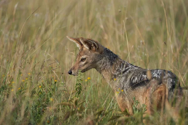 Золотой шакал Canis Aureus Safari — стоковое фото