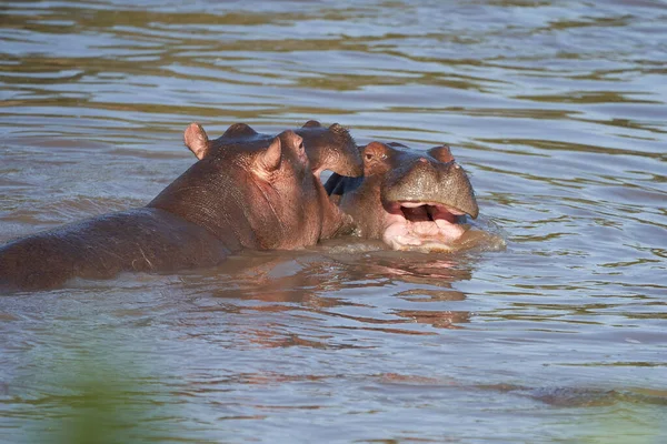 Flodhäst Hippopotamus amfibieAfrika Safari Porträtt Vatten — Stockfoto