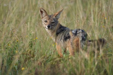 Altın Çakal Canis Aureus Safari Vahşi Portresi
