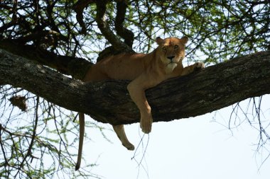 Dişi aslan Serengeti 'ye tırmanıyor - Aslan Safari Portresi