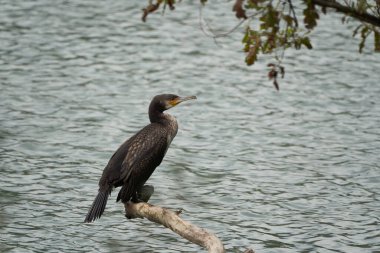  Büyük karabatak Phalacrocorax karbonhidrat büyük portre