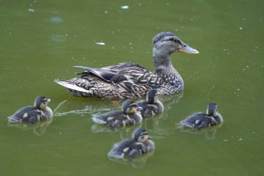 Mallard Anas platyrhynchos yavru ördekle uğraşıyor