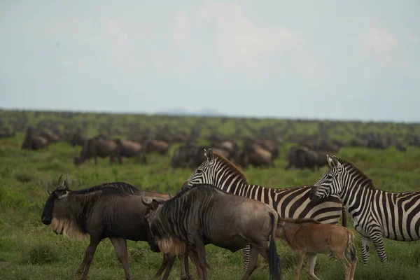 Grote migratie Serengeti Gnu Wildebeest Zebra Connochaetes taurinus — Stockfoto