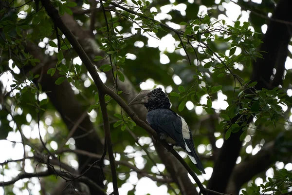 Silvery cheeked hornbill Bycanistes brevis Tanzania Lake Manyara — Stock Photo, Image