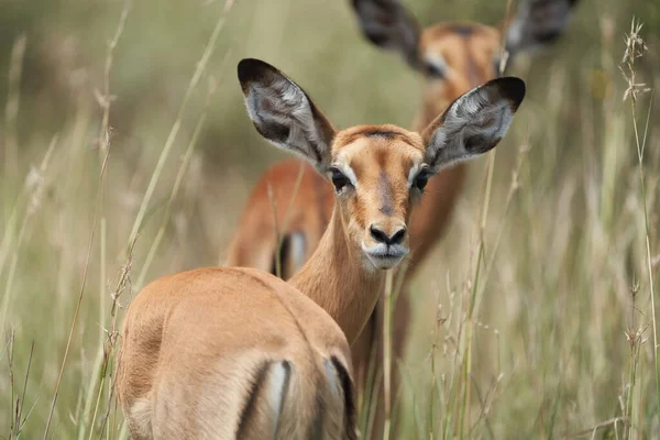 Impala Group Impalas Antilopen Portrait Afrika Safari — Stockfoto