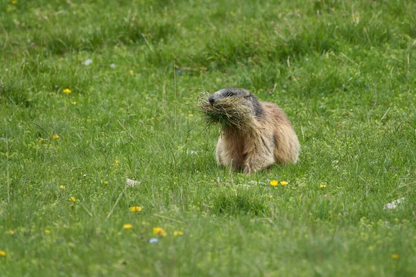 Alpine Marmot Marmota Marmota Switzerland Alps Mountains — Stock Photo, Image