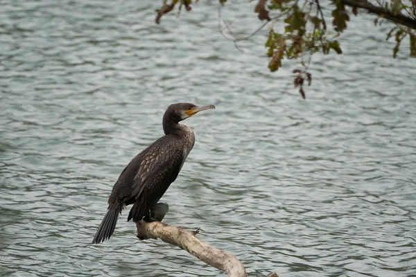 Grand cormoran Phalacrocorax carbo black shag grand portrait — Photo