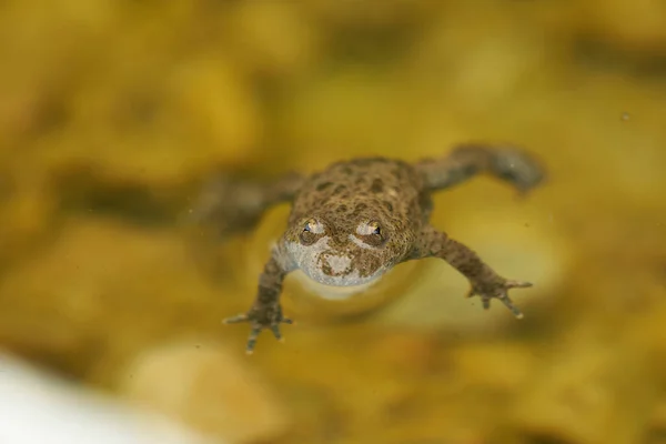 Crapaud à ventre jaune Bombina Variegata Portrait Yeux dorés avec coeur noir — Photo