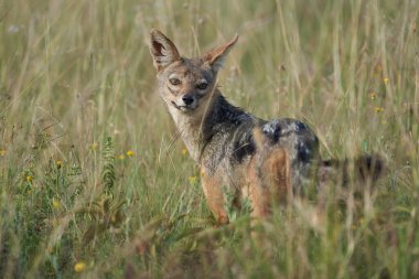 Altın Çakal Canis Aureus Safari Vahşi Portresi