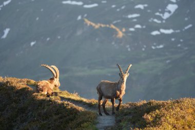 Oğlak Alp Albex Capra dağ keçisi İsviçre Alpleri