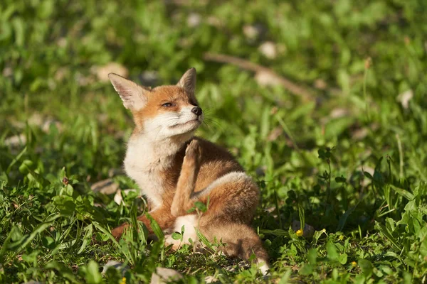 Red Fox Retrato Vulpes Vulpes Sol de la noche — Foto de Stock