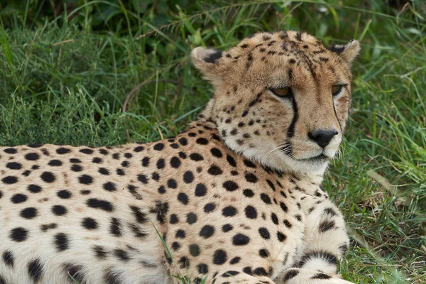Cheetah Brothers Africa Safari Masai Mara Ritratto — Foto Stock
