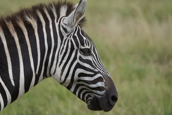 Plains zebra Equus quagga- Big Five Safari Zwart-wit gestripte Kilimanjaro — Stockfoto