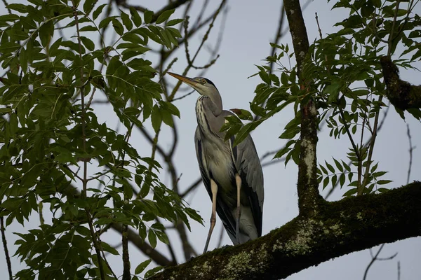 Gri balıkçıl Ardea cinerea uzun bacaklı yırtıcı kuş balıkçıl kuş yiyen kuş. — Stok fotoğraf