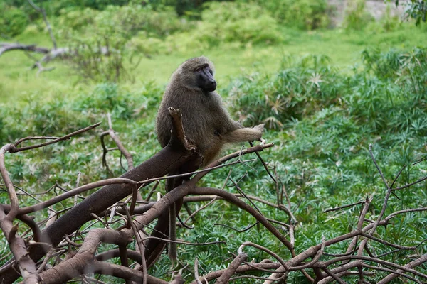 올리브 비비 새끼 파 피오 아누비스 아누비스 비비 Cercopithecidae 구세계 원숭이 — 스톡 사진