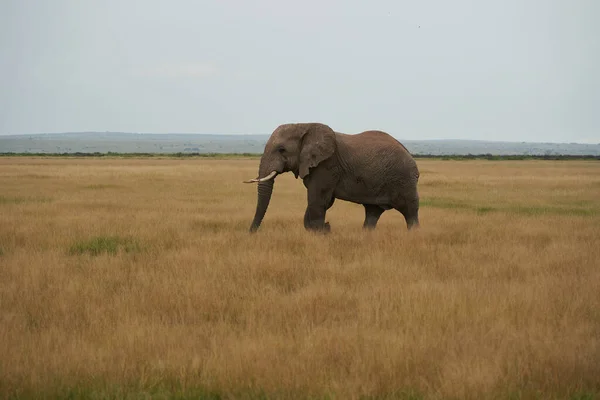 Elephant Group Amboseli - Big Five Safari Afrikaanse bosolifant Loxodonta africana Tusker — Stockfoto